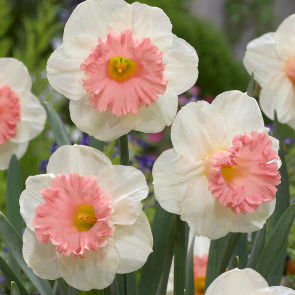 Нарцис Чадър единственият с розова лула - Narcissus pink parasol