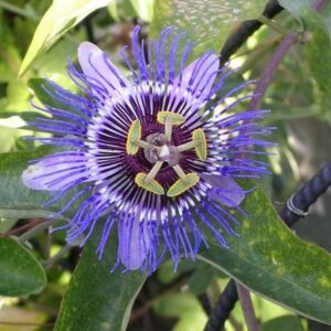 Пасифлора най-екзотичната и бързорастяща увивна лиана семена - Passiflora caerulea