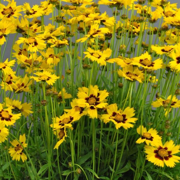 Кореопсис многогодишен слънчева целувка за начинаещи цветари - Coreopsis sunkiss