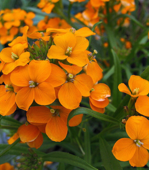 Шибой многогодишен ароматен жълто оранжев огън - Erysimum Citrona orange