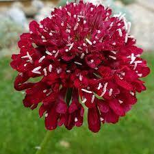 Скабиоза медоносна многогодишна червеният крал - Scabiosa fire king