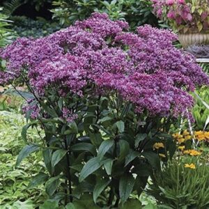 Еупаториум пурпурен многогодишен храст - Eupatorium maculatum