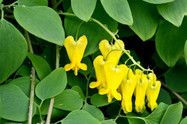 Единствената жълта увивна дицентра - Dicentra Scandens Golden tears