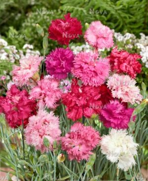 Карамфил многогодишен кичест ароматен сорт Елеганс смес - Dianthus Elegance mix