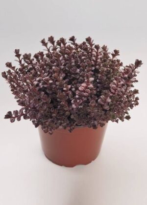 Седум многогодишен и зимоустойчив прави килим - Sedum spurium Woodoo