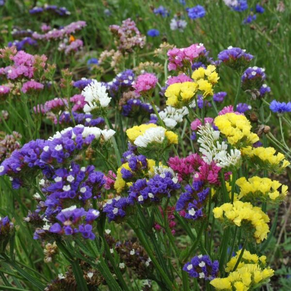 Лимониум синуатум смес 100 броя семена или средиземноморска лавандула - Limonium sinuatum