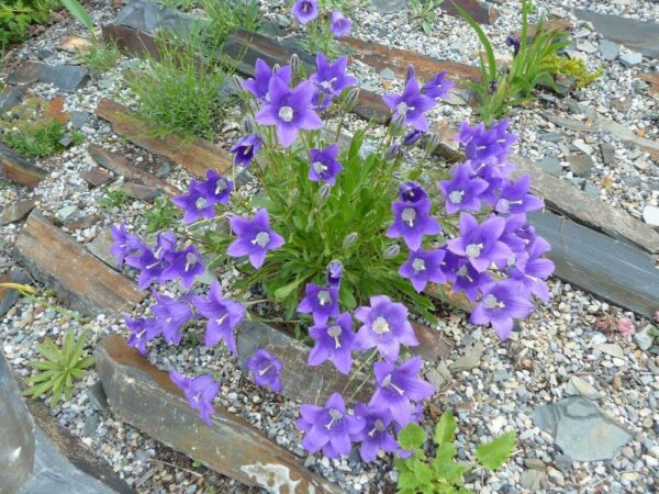 Кампанула лилава и почвопокривна най-подходяща за алпинеуми и саксии - Campanula Saxifraga