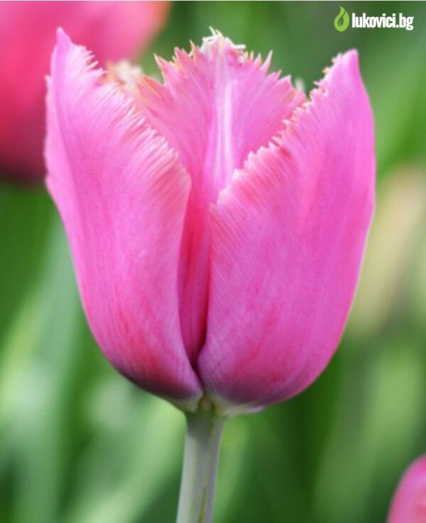 Лале носещо името на Парижския музей Лувър - Tulip Louvre