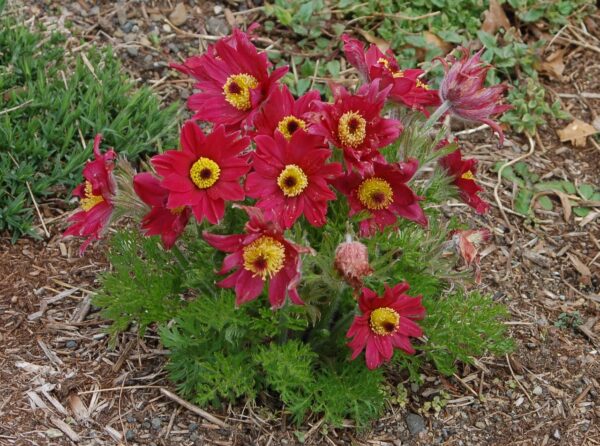 Анемоне пулсатила многогодишна червена съсънка за слънце и алпинеум - Anemone pulsatilla red