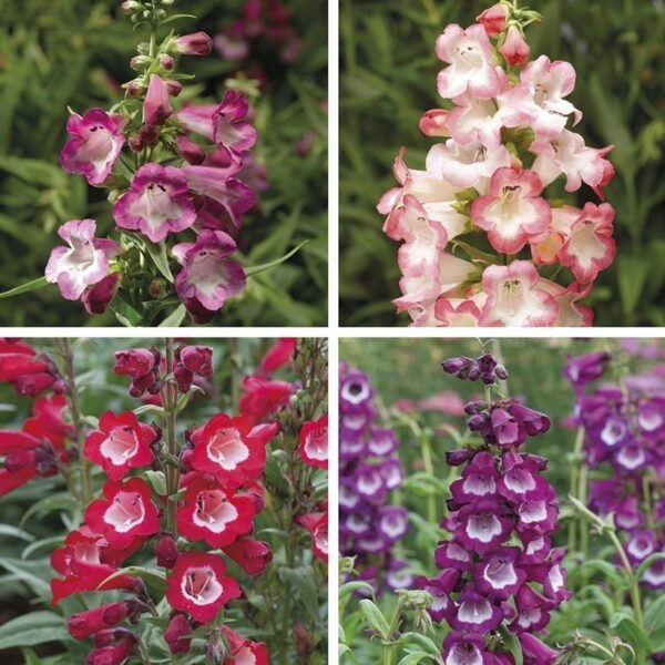 Пенстемон многогодишен зимоустойчив храст - Penstemon Dark Towers