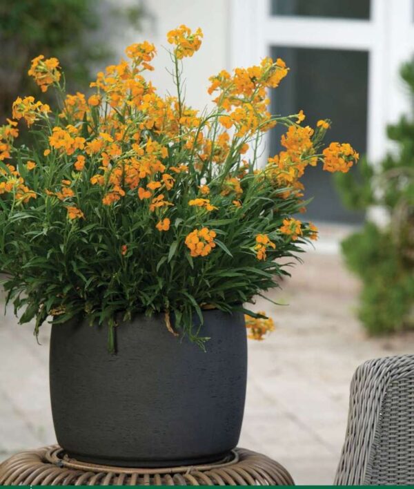 Шибой многогодишен ароматен жълто оранжев огън - Erysimum Citrona orange