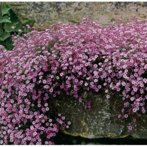 Гипсофила розова зимоустойчива за висящи кошници и почвопокривна - Gypsophila repens Filou rose