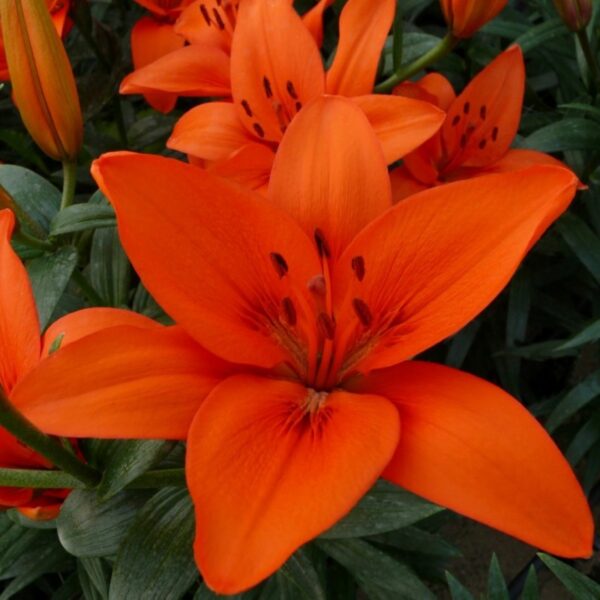 Лилум азиатски оранжев - Lilium asiatic orange