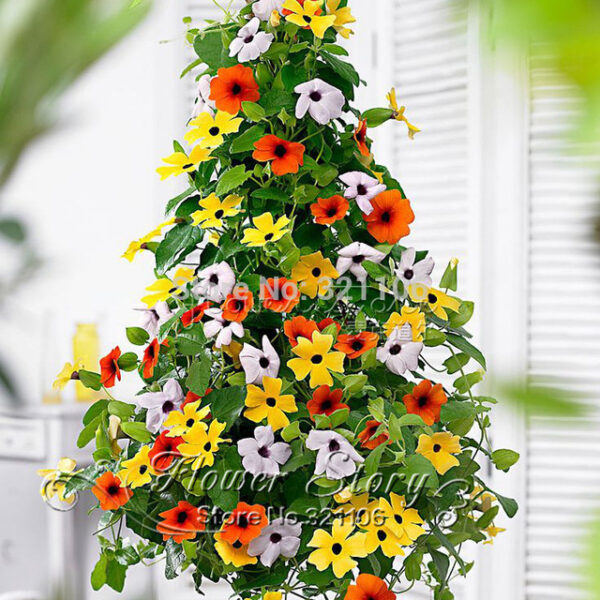 Тунбергия красиво увивно растение за тераси и перголи - Thunbergia Susie mix