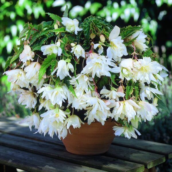 Бегония висяща най - елегантната бяла - Begonia pendula white