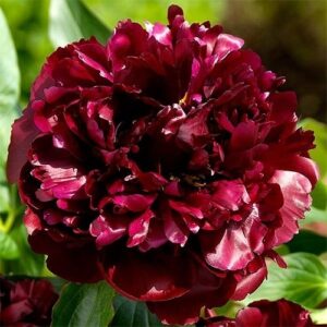 Божур тъмно червен с едър цвят Бъки Бел - Paeonia Buckeye Belle