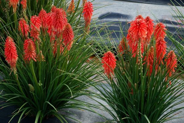 Книфофия многогодишен медоносен цъфтящ храст смес семена - Kniphofia uvaria mix