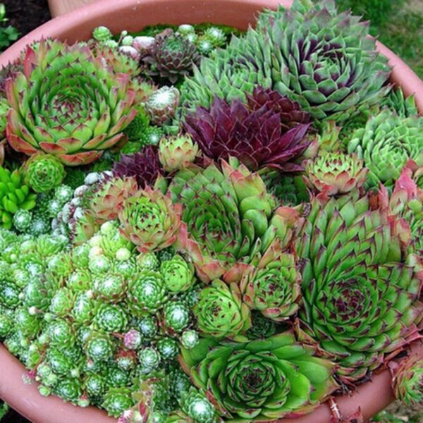 Семпервивум смес зимоустойчив почвопокривен дебелец - Sempervivum Hippie Chicks mix