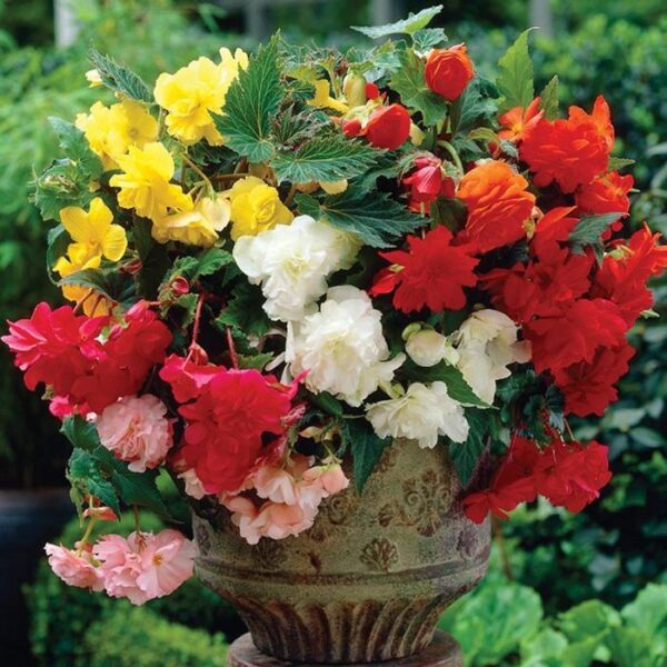 Бегония висяща и каскадна смес - Begonia pendula mix