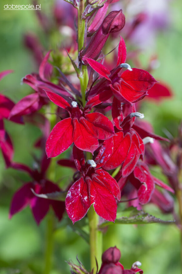 Лобелия многогодишен храст фантастично красив за градини и тераси - Lobelia speciosa burgundy