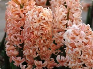 Ароматен зюмбюл уникален като цвят в прасковено - Hyacinthus Apricot Passion