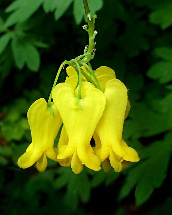 Единствената жълта увивна дицентра - Dicentra Scandens Golden tears