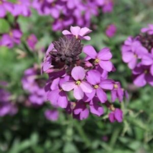 Шибой многогодишен ароматен тъмно лилава с височина 30 см- Erysimum linifolium lilac