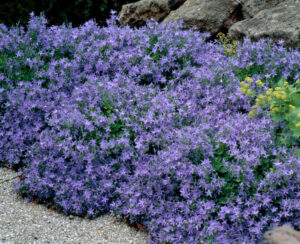 Кампанула напълно зимоустойчива и почвопокривна семена - Campanula garganica