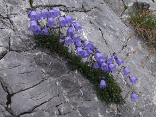 Кампанула чаровно красива почвопокривна и зимоустойчива за слънце - Campanula cochlearifolia Alpine breeze