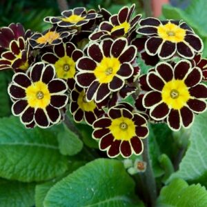 Многогодишна Примула златна дантела - Primula pubescens Gold lace