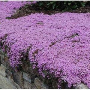 Мащерка ароматна зимоустойчива и почвопокривна Магичен килим медоносна - Thymus serpilum