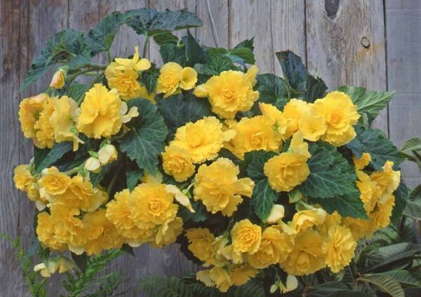 Бегония висяща цъфти нон стоп и формира грудка - Begonia yellow joy