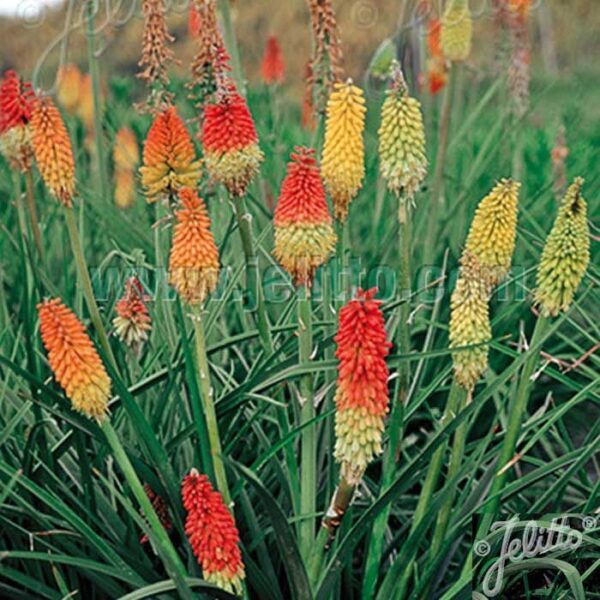 Книфофия многогодишен медоносен цъфтящ храст смес семена - Kniphofia uvaria mix