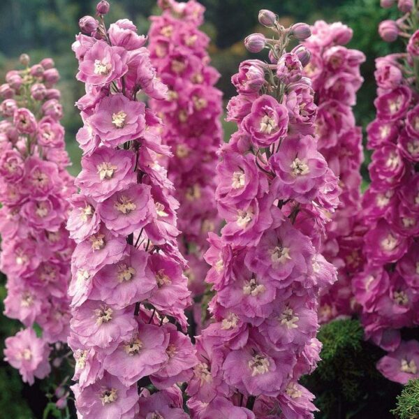 Делфиниум кичест розов с тъмно око - Delphinium double rose