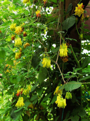 Единствената жълта увивна дицентра - Dicentra Scandens Golden tears