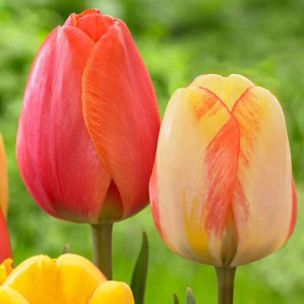 Лале Пролетна красота дарвинов хибрид не изчезващ през годините - Tulip beauty of spring