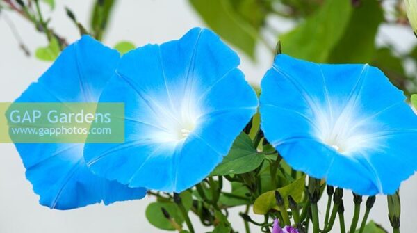 Трицветна Ипомоеа Сутрешна радост - Ipomoea tricolor Morning glory