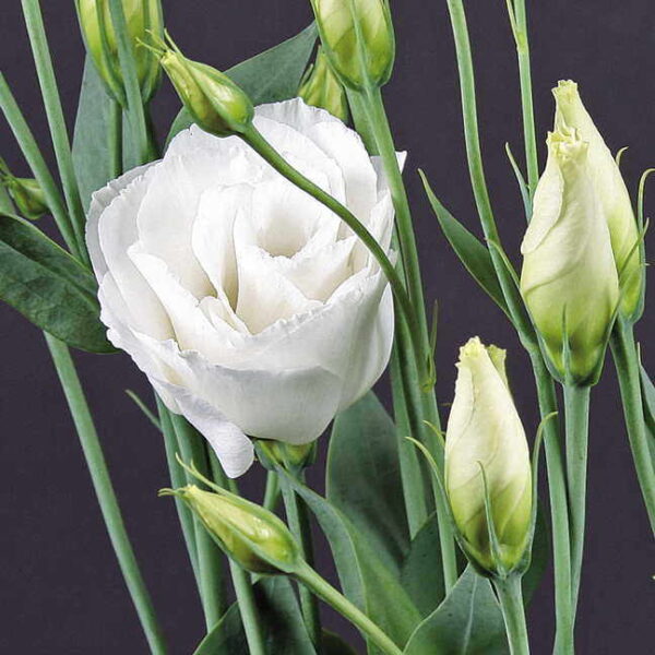 Лизиантус кичест бял сапфир - Lisianthus white double