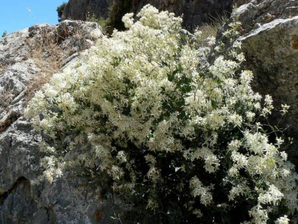 Клематис много ароматен и цъфти дълго - Clematis flammula