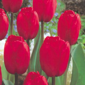 Лале късно високо и елегантно Червена импресия 10 см цвят - Tulip Red Impression