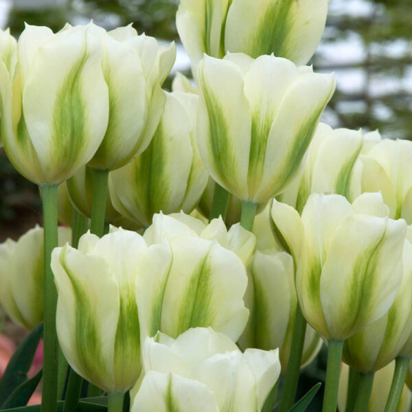 Лале невероятно красиво и неизчезващо през годините - Tulip spring green