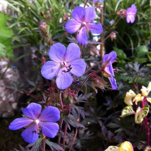 Зимоустойчив ароматен син здравец с червени листа и стъбла - Geranium pratense dark leaves