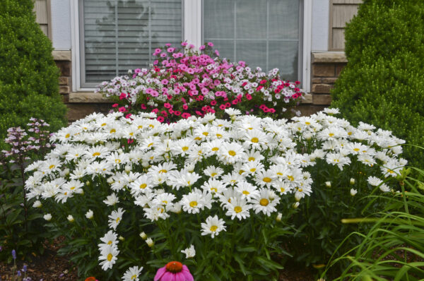 Хризантема многогодишна кралицата на маргаритите - Leucanthemum May queen