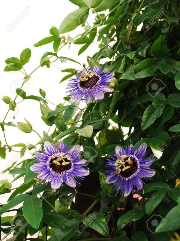 Пасифлора най-екзотичната и бързорастяща увивна лиана семена - Passiflora caerulea