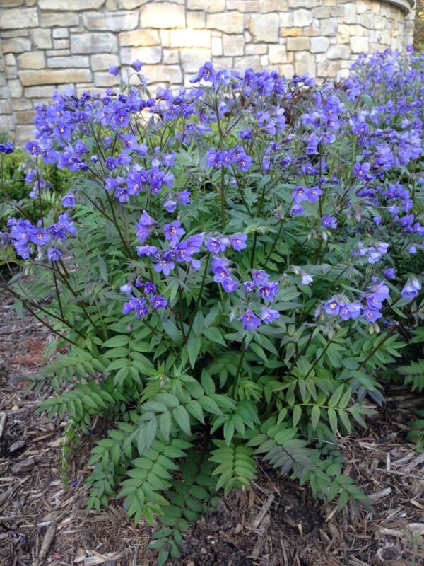 Полемониум едно от малкото сини цветя многогодишен - Polemonium boreale 'Heavenly Habit'