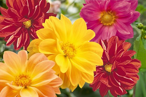 Далия ниска градинска гордост смес от 6 цвята - Dahlia Garden pride Unwins