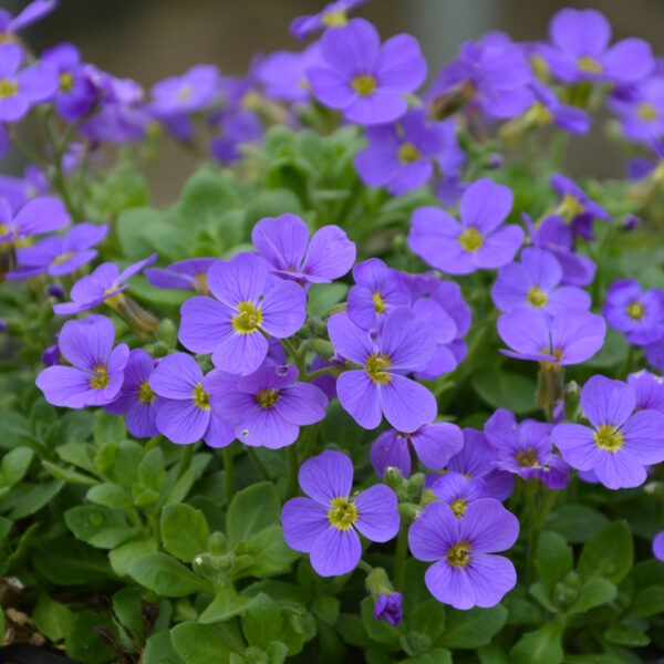 Аубриета висяща небесно светло синя - aubrieta sky blue