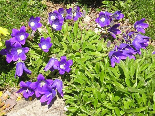 Кампанула лилава и почвопокривна най-подходяща за алпинеуми и саксии - Campanula Saxifraga