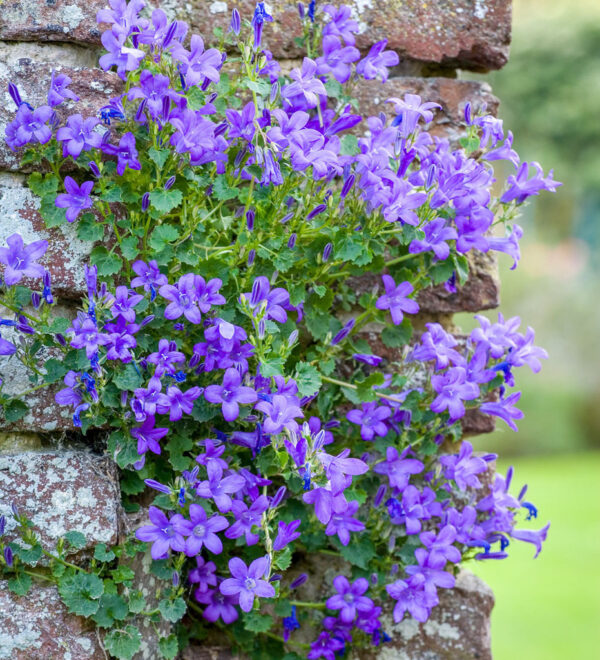 Кампанула  почвопокривна студоустойчива 50 броя семена - Campanula portenschlagiana