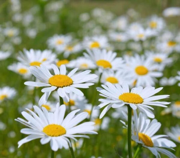 Леукантемум бяла многогодишна зимоустойчива маргаритка - Leucanthemum vulgare Filigran